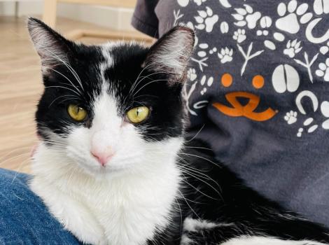 Stardew the black and white cat sitting on a person's lap